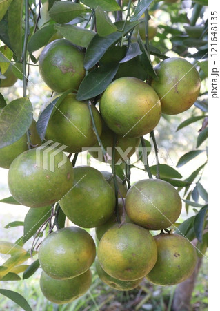 The Nanfengmiju fruit on tree in farm The Nanfengmiju fruit on tree in farm 121648135