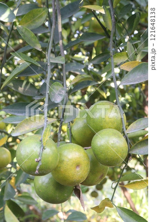 The Nanfengmiju fruit on tree in farm 121648138