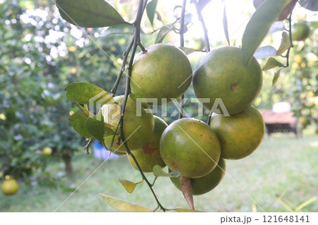 The Nanfengmiju fruit on tree in farm The Nanfengmiju fruit on tree in farm 121648141