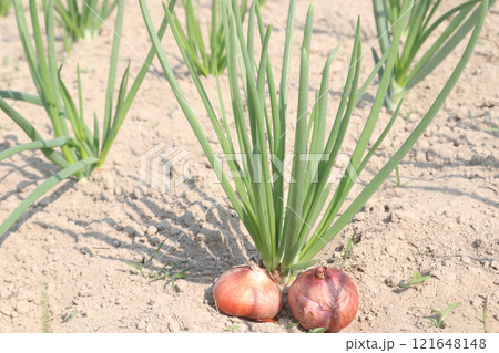 onion plant on farm for harvest 121648148