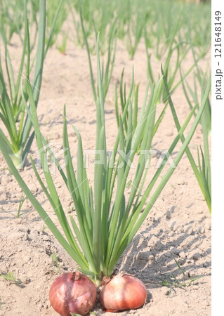 onion plant on farm for harvest 121648149