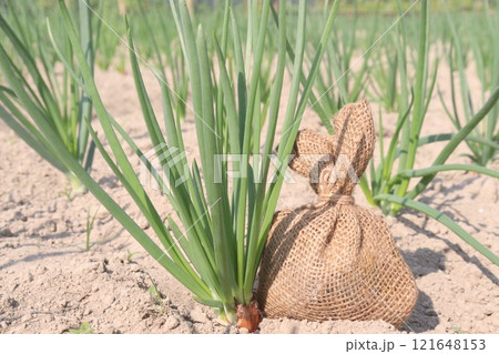 onion plant on farm for harvest 121648153