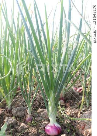 onion plant on farm for harvest onion plant on farm for harvest 121648170