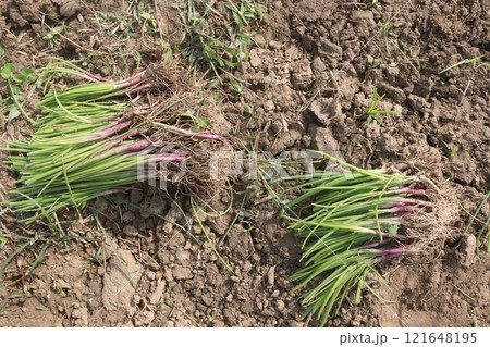 onion plant on farm for harvest onion plant on farm for harvest 121648195