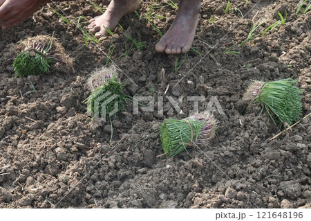 onion plant on farm for harvest onion plant on farm for harvest 121648196