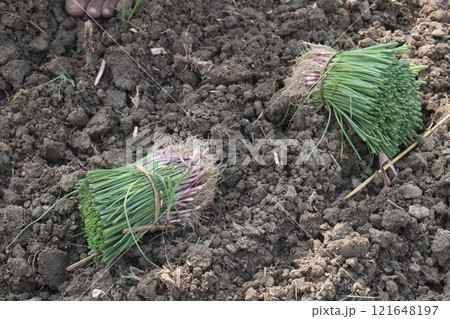 onion plant on farm for harvest onion plant on farm for harvest 121648197