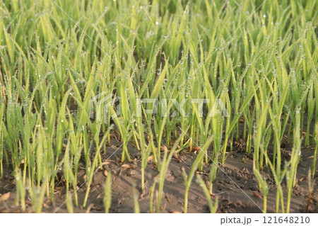 paddy plant seedling on experimental field paddy plant seedling on experimental field 121648210