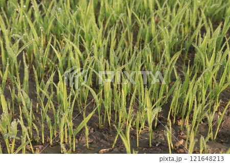 paddy plant seedling on experimental field 121648213