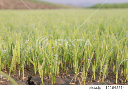 paddy plant seedling on experimental field paddy plant seedling on experimental field 121648214