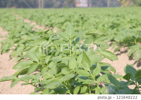 Potato plant on farm for harvest Potato plant on farm for harvest 121648222