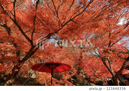 福岡県朝倉市秋月・秋月城址の紅葉 福岡県朝倉市秋月・秋月城址の紅葉 121648336