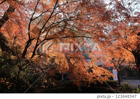 福岡県朝倉市秋月・秋月城址の紅葉 福岡県朝倉市秋月・秋月城址の紅葉 121648347