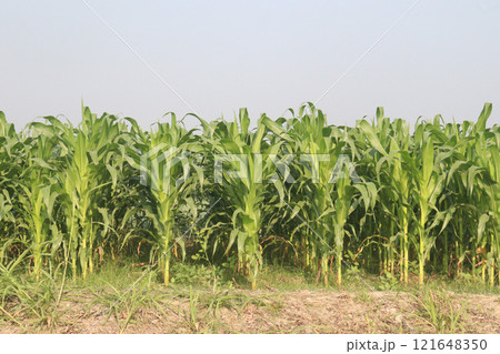 maize also called corn on farm for harvest maize also called corn on farm for harvest 121648350
