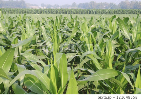 maize also called corn on farm for harvest 121648358