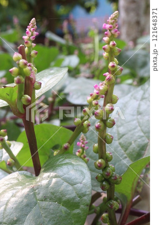 Malabar spinach flower on farm for harvesting Malabar spinach flower on farm for harvesting 121648371