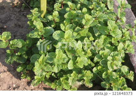 mint leaf spice plant on pot mint leaf spice plant on pot 121648373