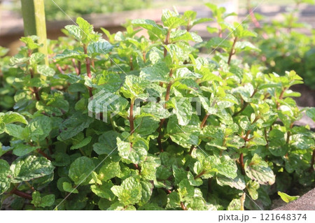 mint leaf spice plant on pot 121648374
