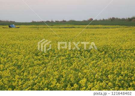 mustard farm on field for harvest are cash crops mustard farm on field for harvest are cash crops 121648402