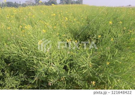 mustard farm on field for harvest are cash crops mustard farm on field for harvest are cash crops 121648422