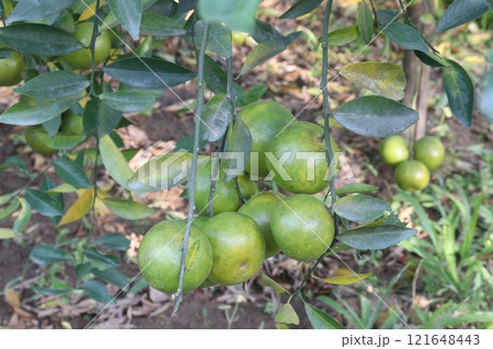 The Nanfengmiju fruit on tree in farm 121648443