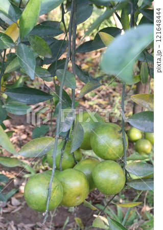 The Nanfengmiju fruit on tree in farm The Nanfengmiju fruit on tree in farm 121648444