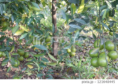 The Nanfengmiju fruit on tree in farm The Nanfengmiju fruit on tree in farm 121648445