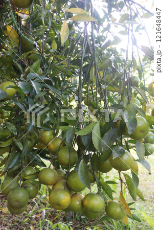 The Nanfengmiju fruit on tree in farm 121648447