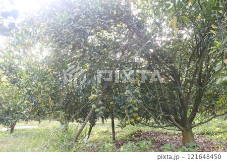 The Nanfengmiju fruit on tree in farm The Nanfengmiju fruit on tree in farm 121648450