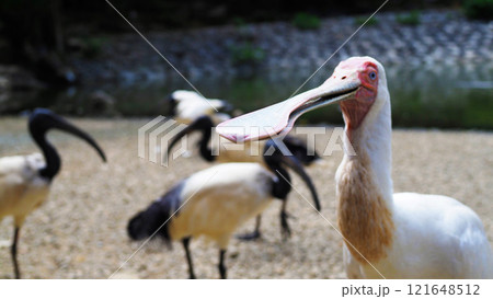 アフリカヘラサギとアフリカクロトキ テーマパーク  121648512