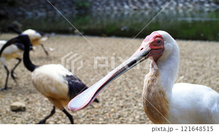 アフリカヘラサギとアフリカクロトキ テーマパーク アフリカヘラサギとアフリカクロトキ テーマパーク 121648515