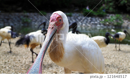 アフリカヘラサギとアフリカクロトキ テーマパーク アフリカヘラサギとアフリカクロトキ テーマパーク 121648517