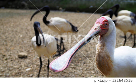 アフリカヘラサギとアフリカクロトキ テーマパーク  121648519