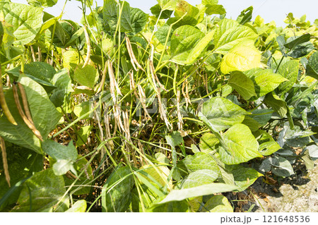 Close-up of adzuki pods growing in the farmland of Wandan, Pingtung, Taiwan. 121648536