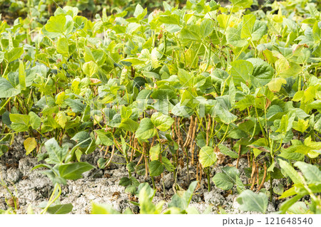 Close-up of adzuki pods growing in the farmland of Wandan, Pingtung, Taiwan. 121648540