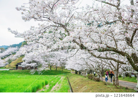 Cherry blossom tunnel by rice farm at Izumi Shikibu Park, Kashima Cherry blossom tunnel by rice farm at Izumi Shikibu Park, Kashima 121648664