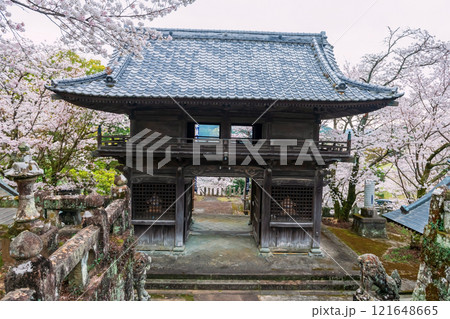 Yoshiura wooden shrine with white cherry sakura blossom, Kashima Yoshiura wooden shrine with white cherry sakura blossom, Kashima 121648665