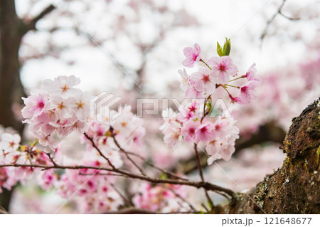 Pink sakura blooming of cherry tree in springtime, Kashima, Saga 121648677