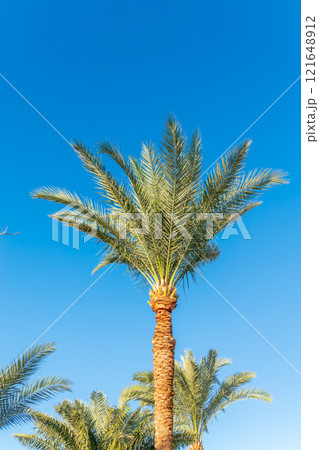 Palm tree with green leaves on blue background Palm tree with green leaves on blue background 121648912