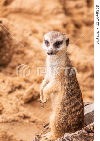 Meerkat, Suricata suricatta, on hind legs. Portrait of meerkat standing on hind legs with alert expression. Portrait of a funny meerkat sitting on its hind legs. Meerkat, Suricata suricatta, on hind legs. Portrait of meerkat standing on hind legs with alert expression. Portrait of a funny meerkat sitting on its hind legs. 121648969