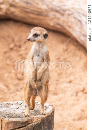 Meerkat, Suricata suricatta, on hind legs. Portrait of meerkat standing on hind legs with alert expression. Portrait of a funny meerkat sitting on its hind legs. 121648971