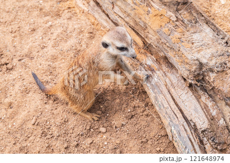 Meerkat suricatta family wildlife picture. 121648974