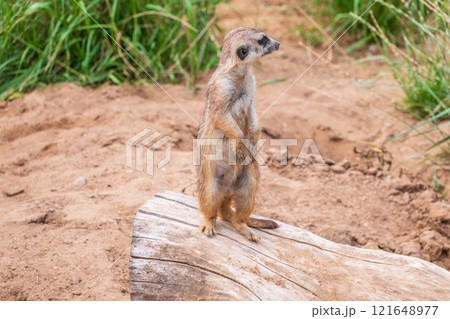Meerkat, Suricata suricatta, on hind legs. Portrait of meerkat standing on hind legs with alert expression. Portrait of a funny meerkat sitting on its hind legs. Meerkat, Suricata suricatta, on hind legs. Portrait of meerkat standing on hind legs with alert expression. Portrait of a funny meerkat sitting on its hind legs. 121648977
