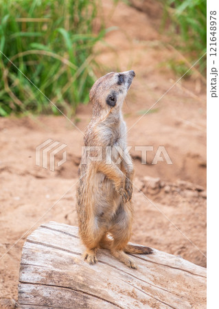 Meerkat, Suricata suricatta, on hind legs. Portrait of meerkat standing on hind legs with alert expression. Portrait of a funny meerkat sitting on its hind legs. Meerkat, Suricata suricatta, on hind legs. Portrait of meerkat standing on hind legs with alert expression. Portrait of a funny meerkat sitting on its hind legs. 121648978