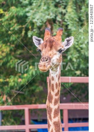 Close-up giraffe head on green leaves background 121648987
