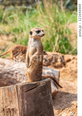 Meerkat, Suricata suricatta, on hind legs. Portrait of meerkat standing on hind legs with alert expression. Portrait of a funny meerkat sitting on its hind legs. 121648989