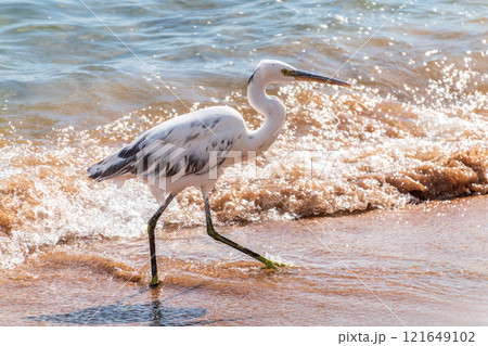 White Western Reef Heron (Egretta gularis) at Sharm el-Sheikh beach, Sinai, Egypt 121649102