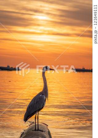 A heron hunting in the sea in the sunset or sunrise light A heron hunting in the sea in the sunset or sunrise light 121649111