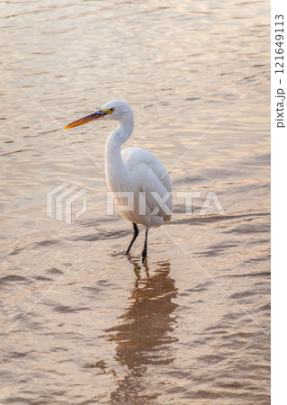 Great egret (Ardea alba), a medium-sized white heron fishing on the sea beach Great egret (Ardea alba), a medium-sized white heron fishing on the sea beach 121649113