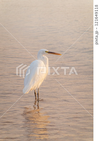 Great egret (Ardea alba), a medium-sized white heron fishing on the sea beach Great egret (Ardea alba), a medium-sized white heron fishing on the sea beach 121649118