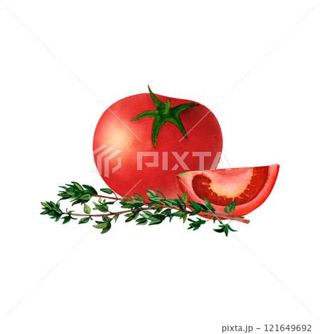 Red tomato with aromatic herb thyme watercolor illustration. For prints on textile and paper, clothes, plates and dishes design, decoration for kitchen, restaurant menus, recipes, cookbook. Red tomato with aromatic herb thyme watercolor illustration. For prints on textile and paper, clothes, plates and dishes design, decoration for kitchen, restaurant menus, recipes, cookbook. 121649692